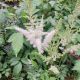 ASTILBE IVORY PEARLS #1