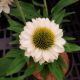 ECHINACEA SUNSEEKERS WHITE PERFECTION  #1