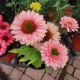 ECHINACEA SUNSEEKERS SALMON #1