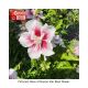 ROSE OF SHARON STARBLAST #3