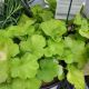 HEUCHERA  DOLCE PISTACHIO AMBROSIA #1.5