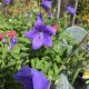 PLATYCODON GRANDIFLORUS ASTRA BLUE #1