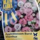 DIANTHUS APPLEBLOSSOM BURST #1
