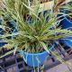 GRASS CAREX EVERGLOW #1