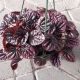 PEPEROMIA 6