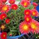 DELOSPERMA OCEAN SUNSET ORANGE GLOW #1