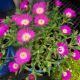 DELOSPERMA OS VIOLET #1