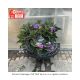 HYDRANGEA TUFF STUFF TOPFUN #3