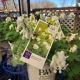 DICENTRA WHITE DIAMONDS #1