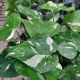 PHILODENDRONMONSTERA 6