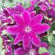 CLEMATIS MY BEAUTY  #2