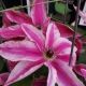 CLEMATIS MY DARLING  #2