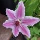 CLEMATIS NELLY MOSER #2