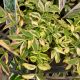 POLEMONIUM STAIRWAY TO HEAVEN QT