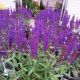 SALVIA NEM. NOCHE #1.5