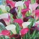 BULB CALLA LILY PURPLE RAIN BLEND