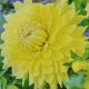 DAHLIA BILBAO