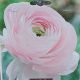 BULB RANUNCULUS AVIV PINK