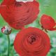 BULB RANUNCULUS AVIV RED