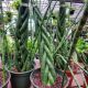 SNAKE PLANT 8