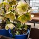 HELLEBORUS MOLLY'S WHITE #1