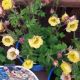 GEUM TEMPO YELLOW #1