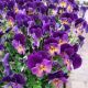 VIOLA C. NORTHERN LIGHTS QT