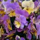 VIOLA CELESTIAL TWILIGHT QT