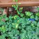 AQUILEGIA CAN. LITTLE LANTERNS 3.5