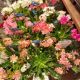 LEWISIA ELSIE MIX 3.5