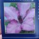 CLEMATIS GISELLE #1.5