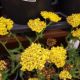 ACHILLEA LITTLE MOONSHINE #1