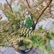 FERN DRY.AUTUMN BRILLANCE #1.5