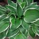 HOSTA FRANCEE #1.5