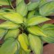HOSTA JUNE #1.5