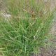 GRASS PANICUM SHENANDOAH #1