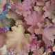 HEUCHERA CARAMEL #2