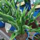 HOSTA PRAYING HANDS #1