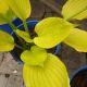 HOSTA SEASONS IN THE SUN #2
