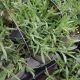 LAVANDULA BIG TIME BLUE QT