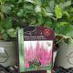 ASTILBE BLACK PEARLS #2