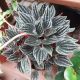 PEPEROMIA 6