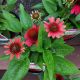 ECHINACEA VINTAGE LIPSTICK #1