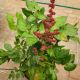 ASTILBE HOT PEARLS #2