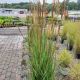 GRASS SORGHASTRUM GOLDEN SUNSET #3