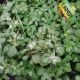 SEDUM TERNATUM QT