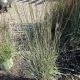 GRASS SCHIZACHYRIUM CINNAMON STICK #1