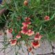 COREOPSIS DESERT CORAL #1