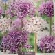ALLIUM STARLIGHT MX 6PP