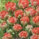 TULIP BOMBASTIC RED 7PP